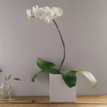 Orquídea Phalaenópsis Branca Plantada Para Entrega
