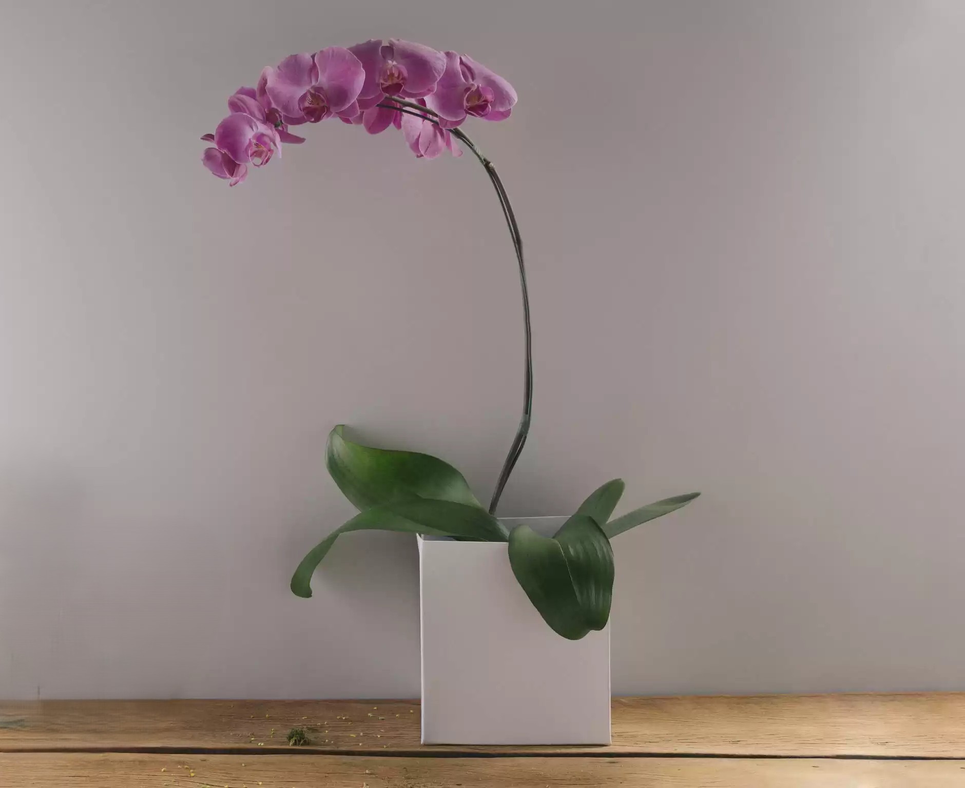 alta-1158-0.jpg Orquídea Phalaenópsis Pink Plantada Para Entrega - Imagem 1