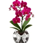 Orquídea no Aquário de Vidro Roxo